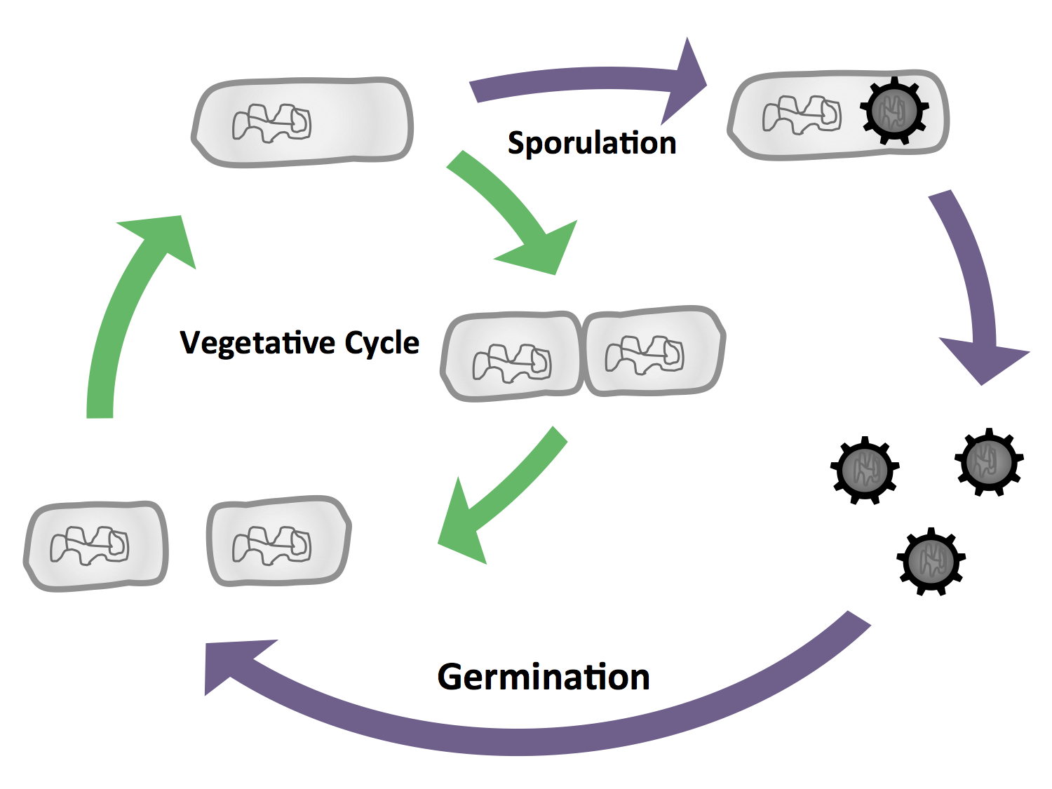 Figure 1: The vegetative cycle is very similiar to the one of E. coli. But if there is a stress condition like starvation, the cells enter sporulation, where they first undergo a polar cell division, followed by the formation of the endospore. If the enviromental conditions are suitable again, the spore will then germinate and reenter the vegetative cycle.
