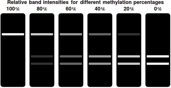 Figure 3 Gel representations for a range of different <math>F(t)</math> values. Complete methylation of all bits results in a single, bright band at the top of the gel. This indicates the undigested, linearized plasmid. Decreasing the amount of methylated bits shifts the intensity of the top band away to the two bottom bands. These indicate the linearized & successfully digested plasmid.