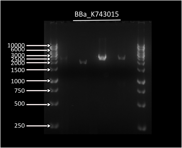 LuxABvf colony PCR.JPG