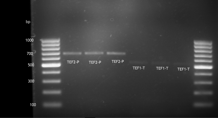 20120810 Anal.Gel PCR TEF2p,TEF1t.png