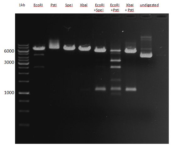 TUM12 20121015 test restriction enzymes.jpg