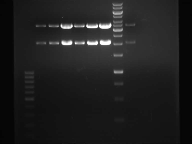 TUM12 20120827 anal gel p534-p539.jpg