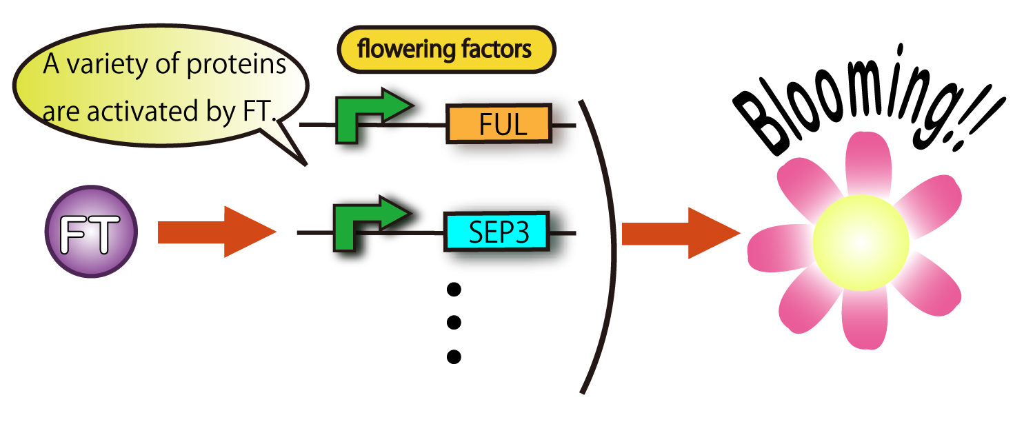 Fig.4-1 FT proteins trigger some flowering genes and they induce flower formation. FT proteins up-regulate some flowering genes and they induce plants to bloom.