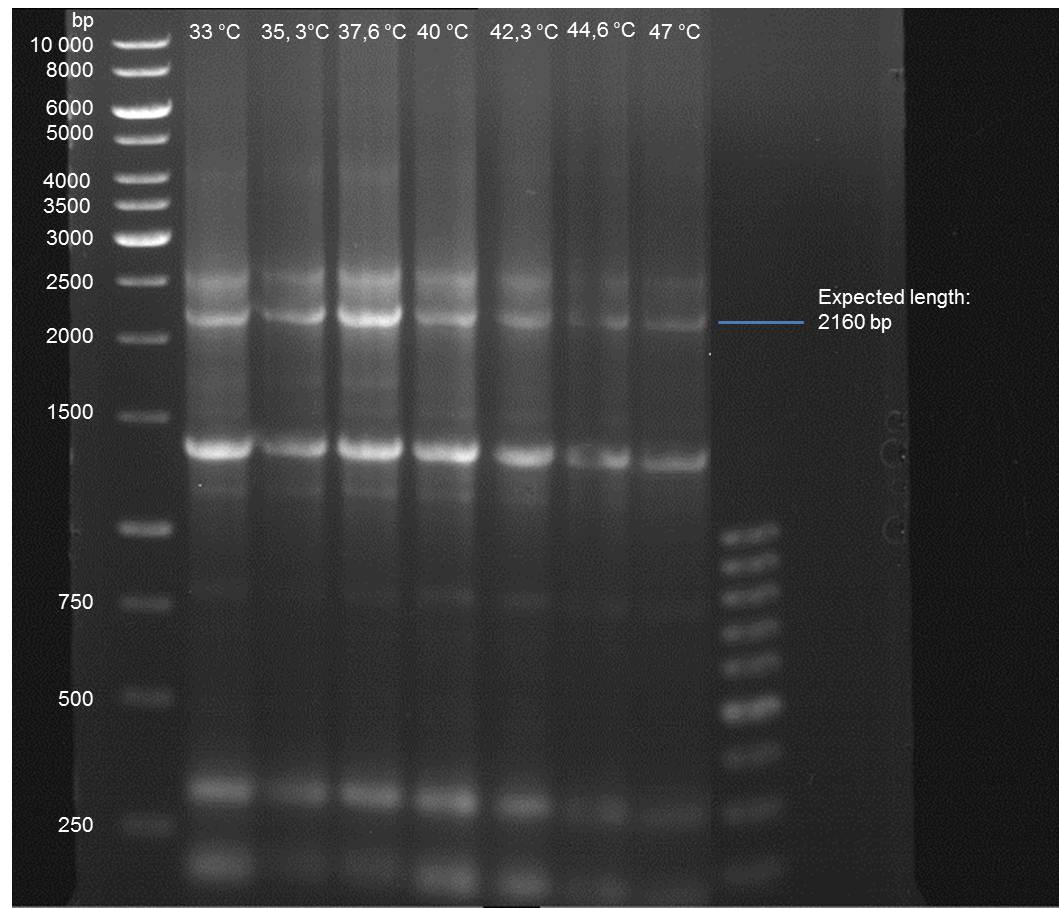 Gel picture of gradient PCR of P19