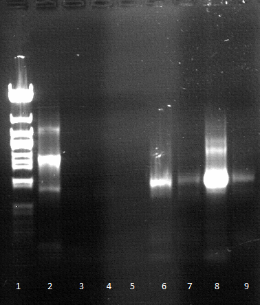 120430 SOE PCR1 dunkel siehe Laborbuch 30.4.png