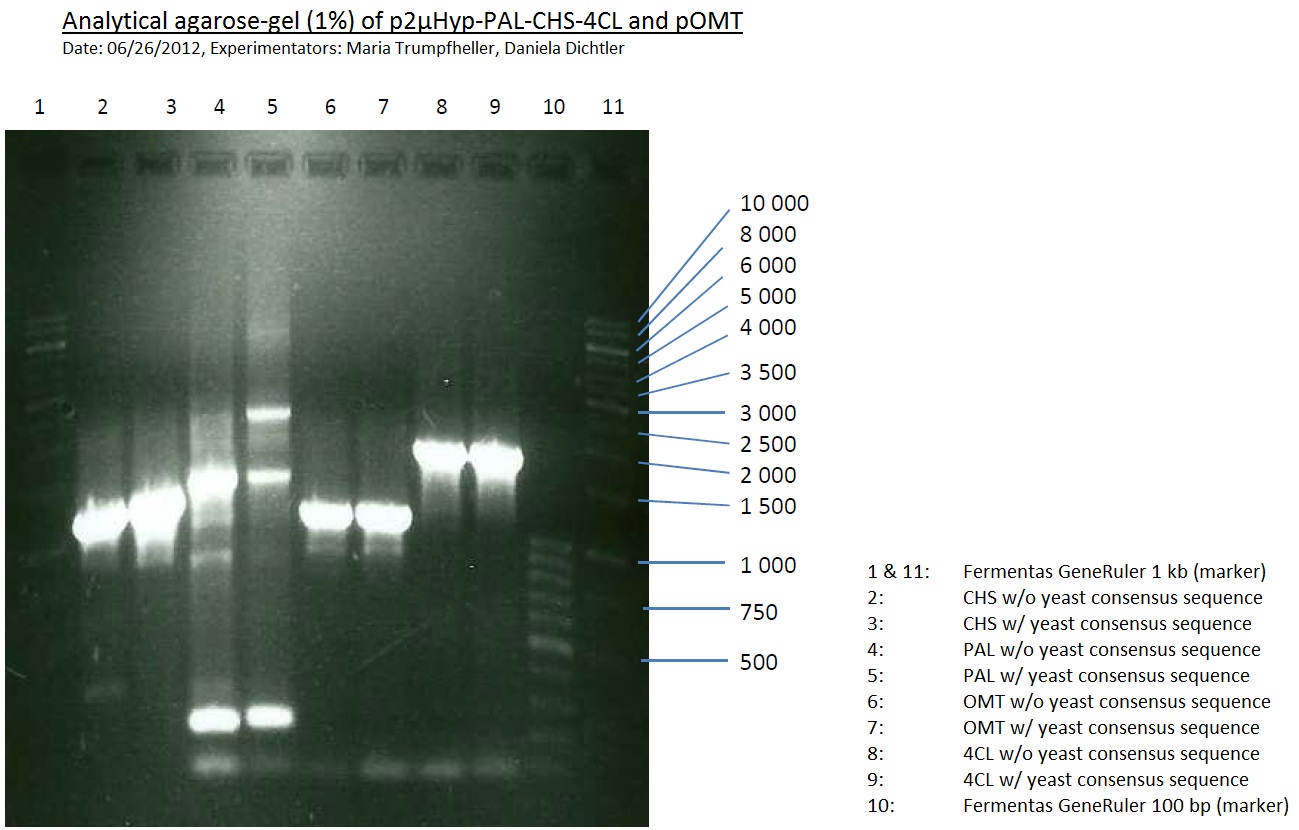 TUM12 20120629 PCR von p2µHyp-PAL-CHS-4CL und pOMT.jpg