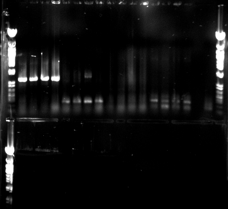 120702-PCR FSCPHOAESTAEst13.jpg