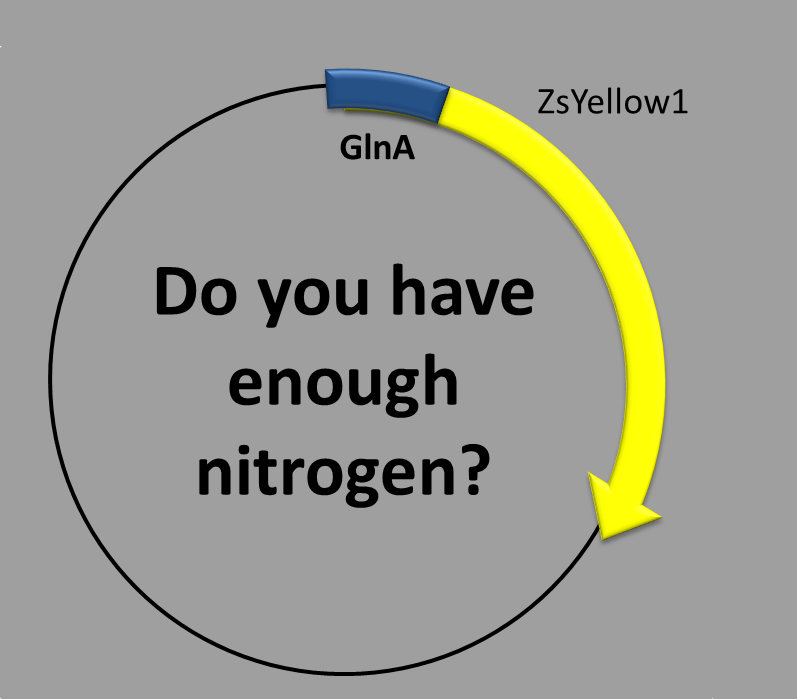 Bacteria nitrogen.png
