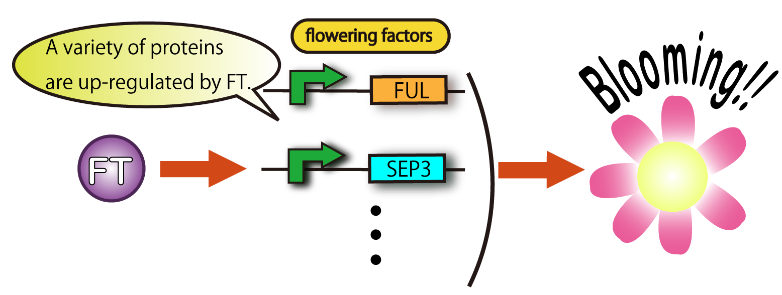 File:Flowering factors1.png