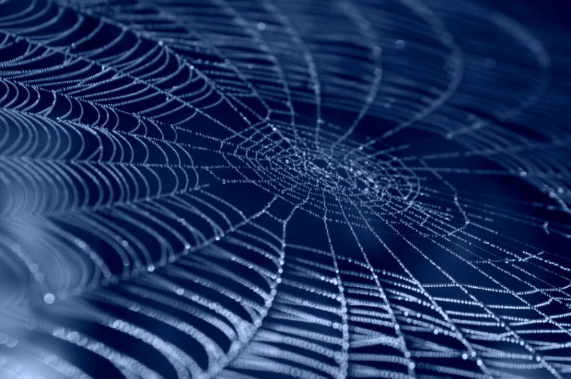 UC Chile-Spider Silk.jpg