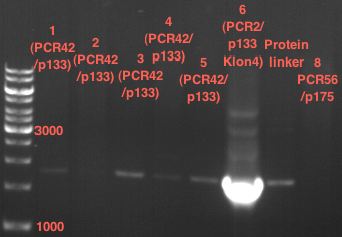 TUM12 LS analytcolonyPCR6.png
