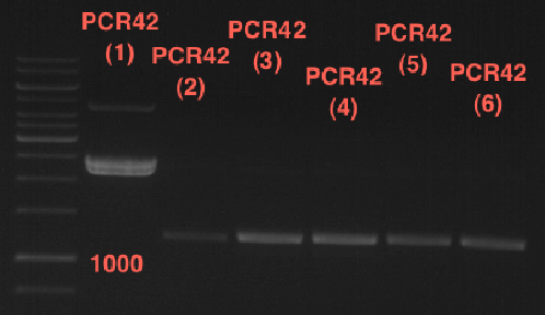 TUM12 analytgel PCR42.png