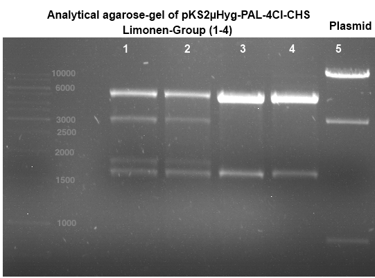 Analytical gelelectrophoresis of PCR product of PAL
