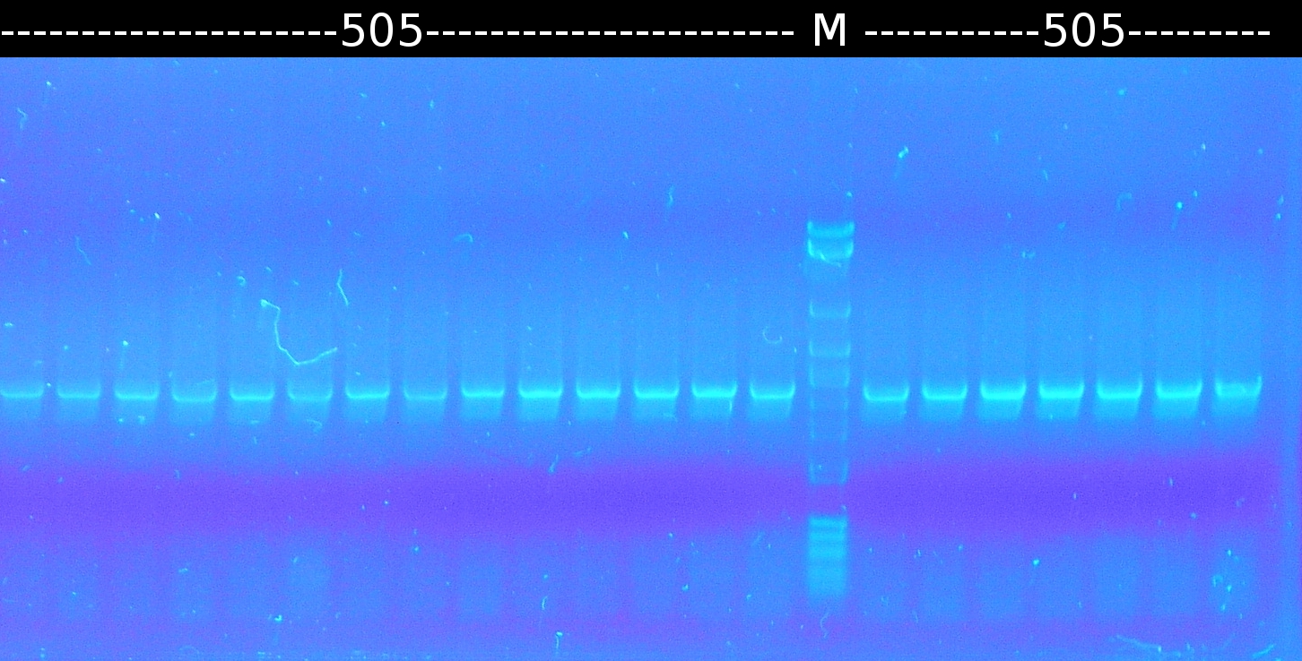 W13 1 505 mut PCR von Basti.JPG