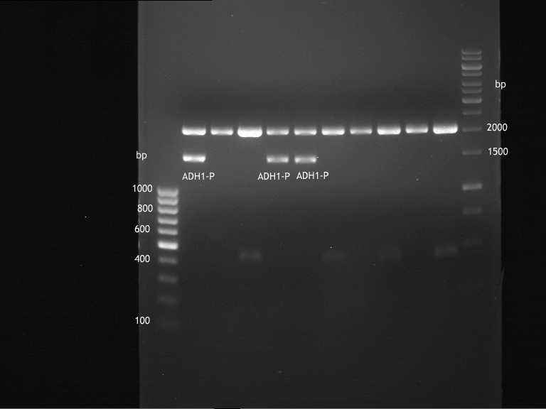 20120814 Anal.Gel Lig. ADH1-p in pSB1C3.png