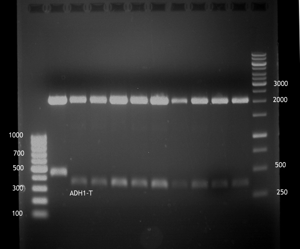 20120814 Anal.Gel, ADH1 Term lig in pSB1C3.png