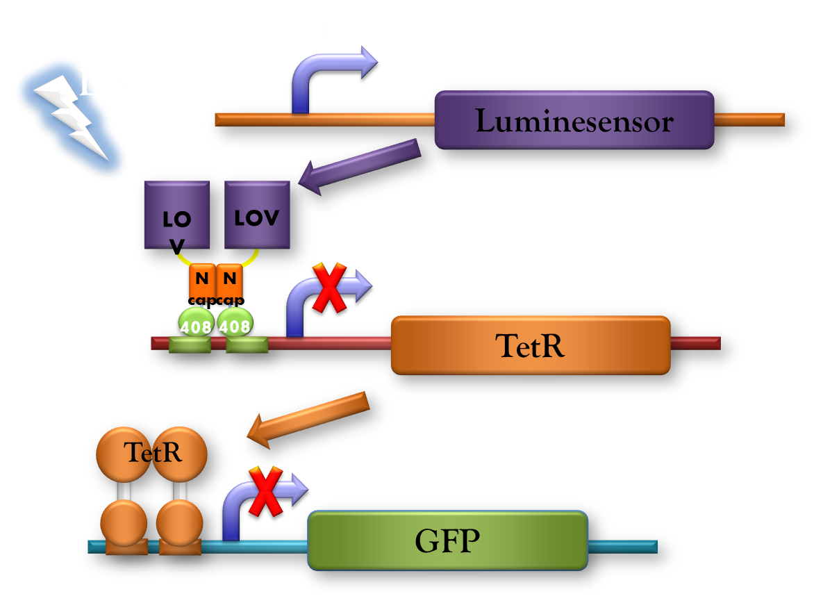 Fig 3. Light-on System upgraded from <i>Luminesensor</i>
