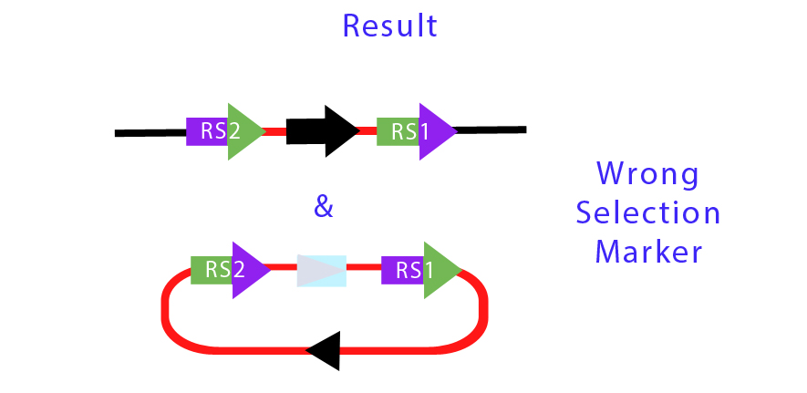 UC Chile-CN2Y Possible Recombination Results.jpg