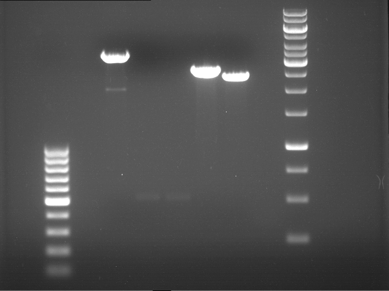 TUM12 20120824 anal gel p491 pcr53 pcr62 p492 493.jpg