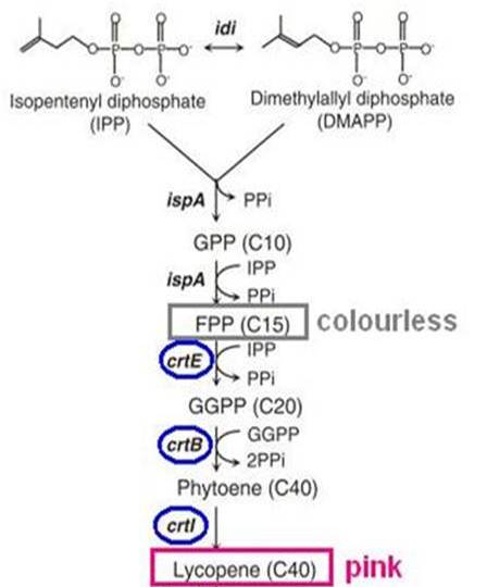 Lycopene biosynthesis.jpg