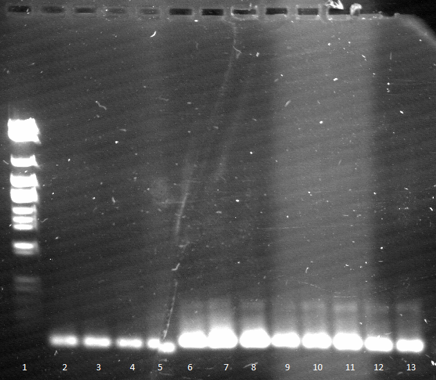 120426 PCR 1-3 dunkel siehe Laborbuch 26.4.tif