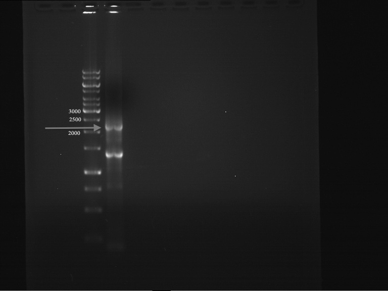 Analytical gelelectrophoresis of PCR product of PAL