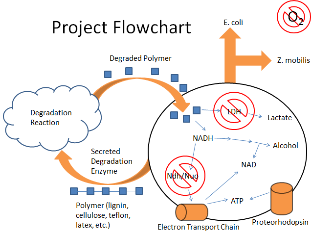 Project Flowchart
