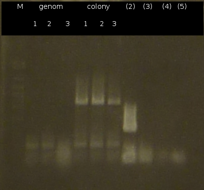 W6 1 PCR 505.png