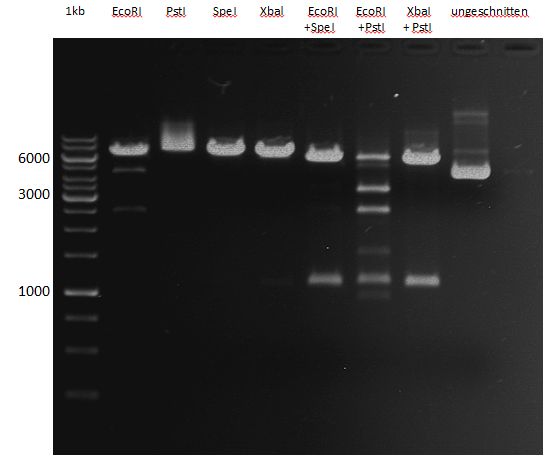 20121015 test restriction enzymes.jpg