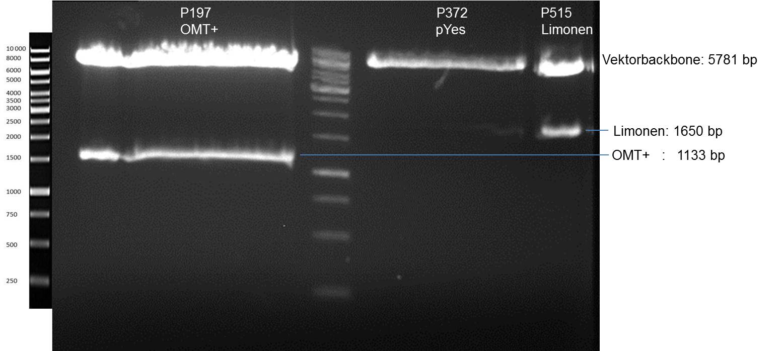 Gel picture of control digest genes in limonene pYes 2
