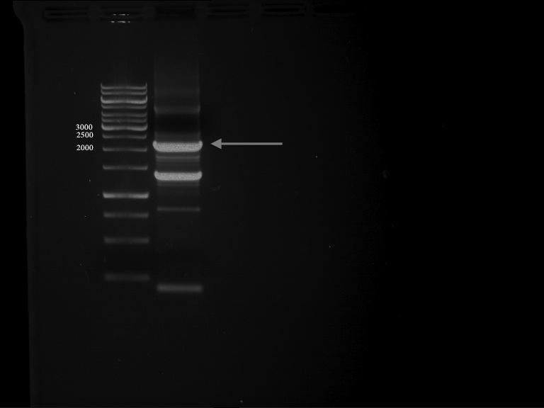 TUM12 120717 PCR PALconsens.jpg