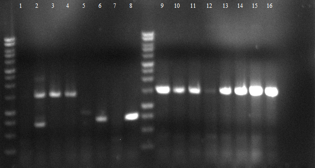 120612 SKVcolony-PCR,VPFE,VPEE.png