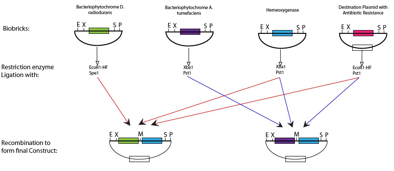 Assembly of BioBricks via restriction enzyme digestion