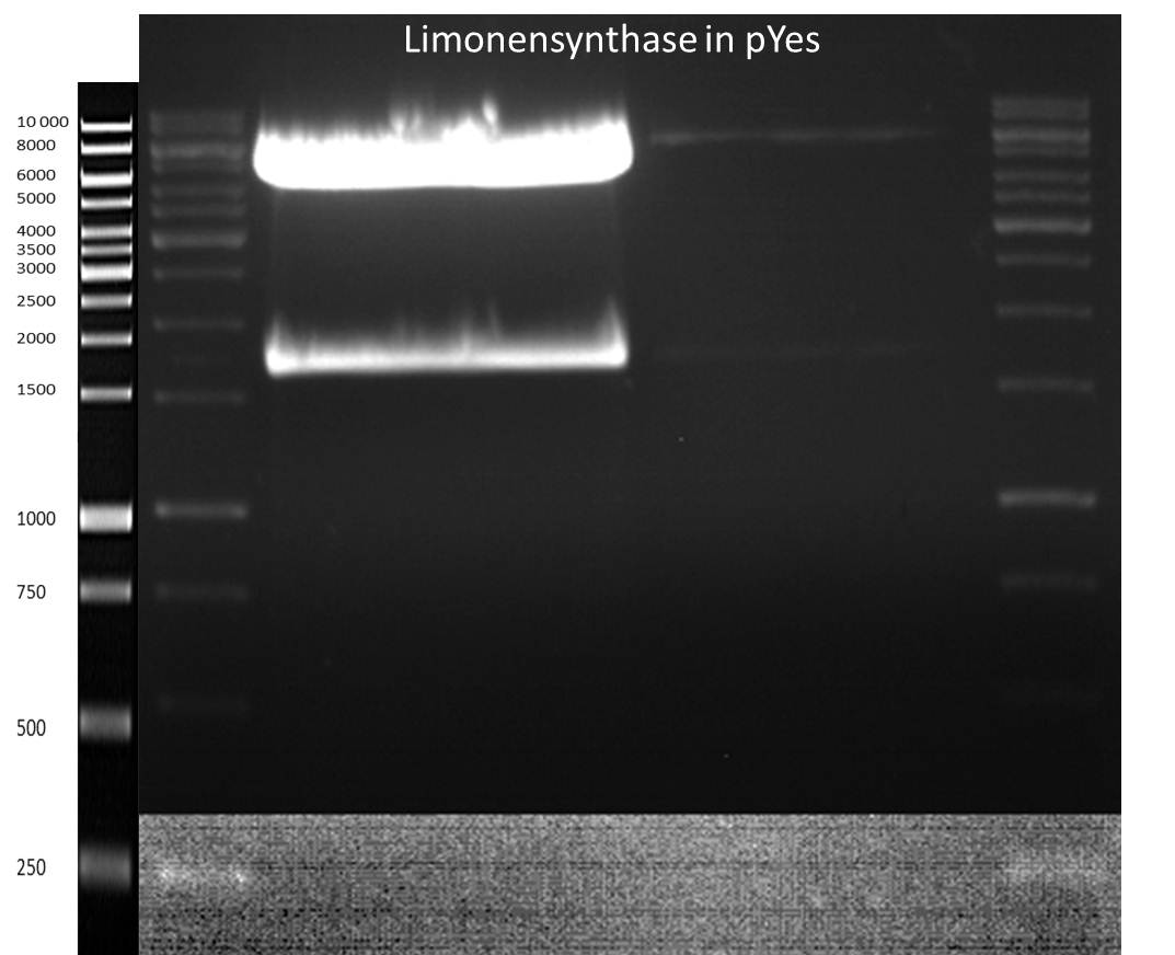 TUM12 Prepgel 07.09.2012 Limonensynthase in pYes.jpg