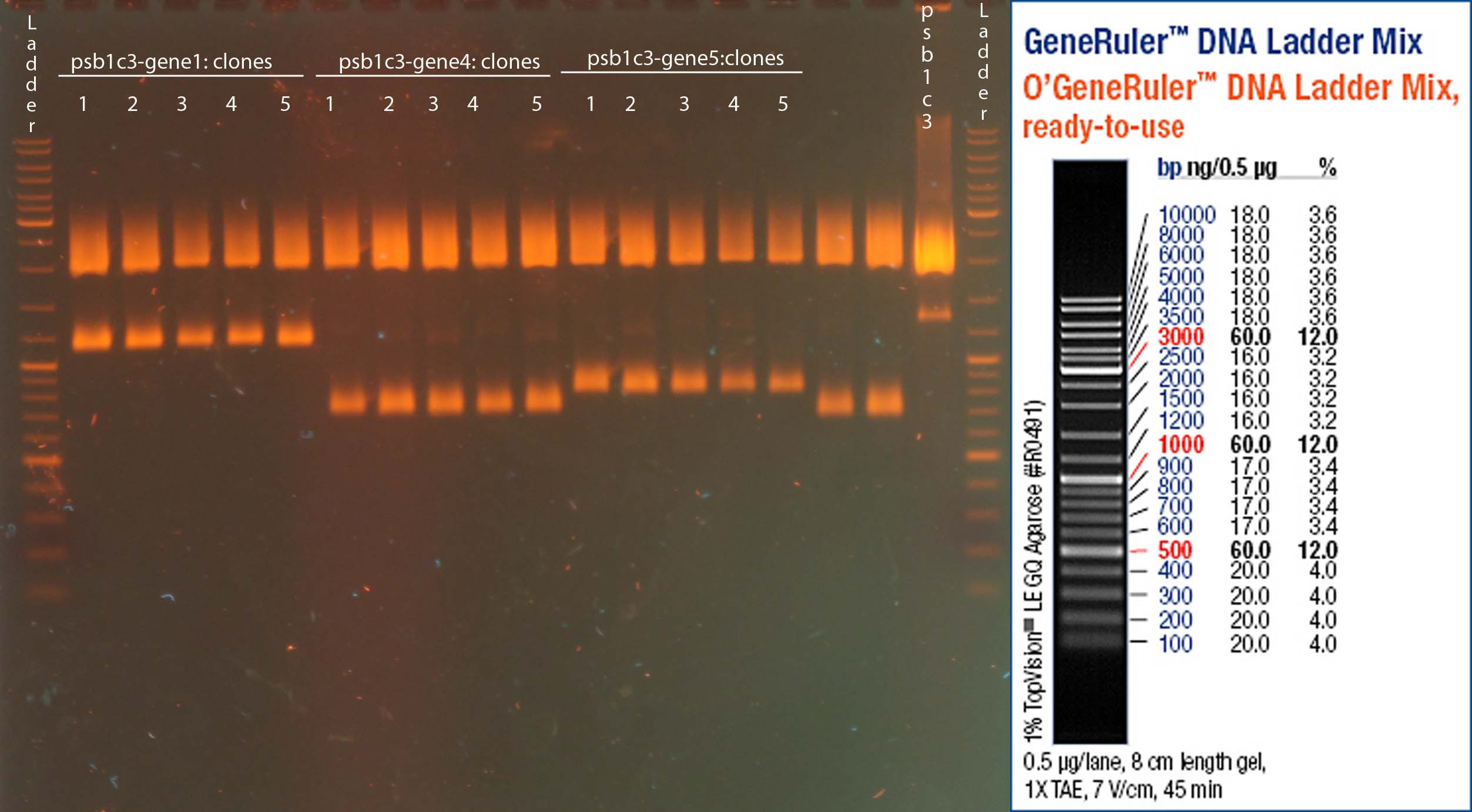UP12 genes1.4.5pcr2012-09-13-1652.jpg