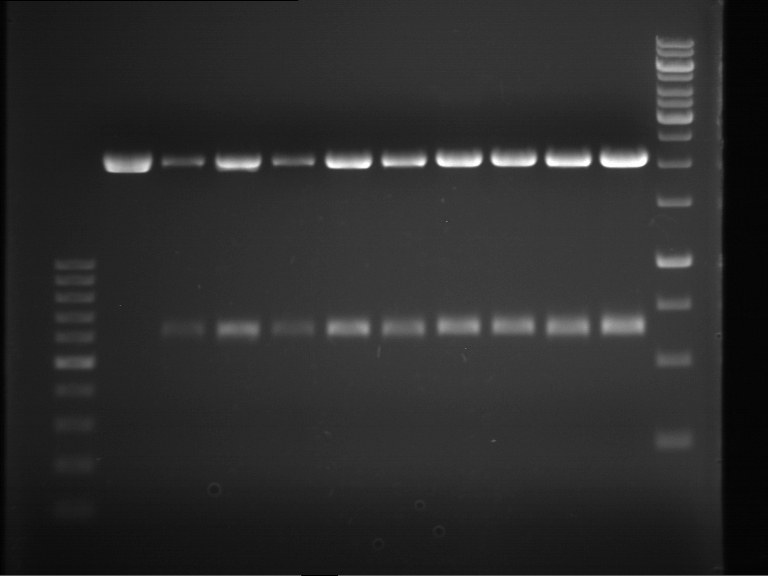 TUM12 20120827 anal gel p524-p533.jpg