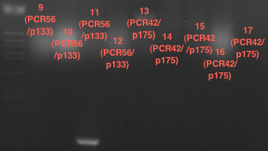 TUM12 LS analytcolonyPCR7.png