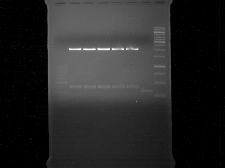 TUM12 20120813 anal gel p332-p336 p311.jpg