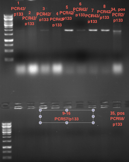 TUM12 LS analytcolonyPCR12.png