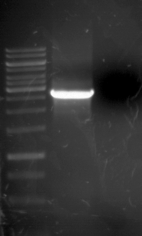 TUM12 20120810 anal PCR313.jpg