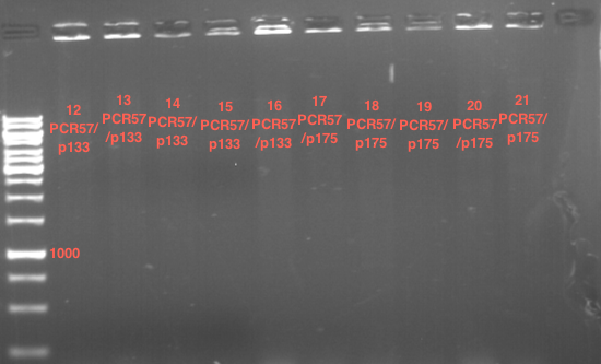 TUM12 LS analytcolonyPCR10.png